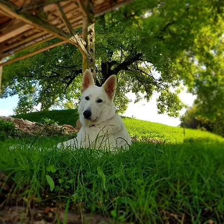 Apartma Pri Bostjanu דירה שקופיה-לוקה